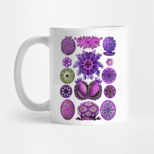 Ernst Haeckel Ascidiae Sea Squirts  Purple Mug